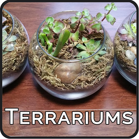 A succulent terrarium with moss and a stone